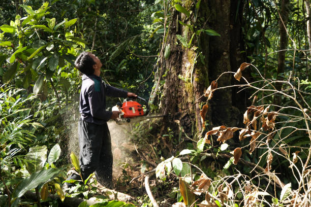 Tree and Shrub Care in Brookings, OR